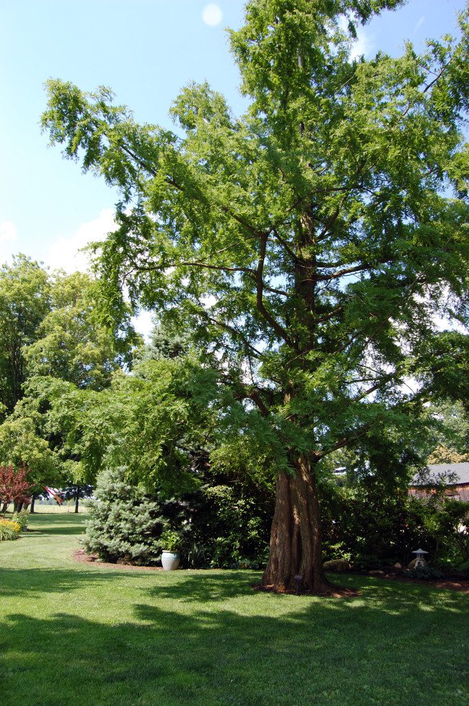 dawn redwood at goodell gardens