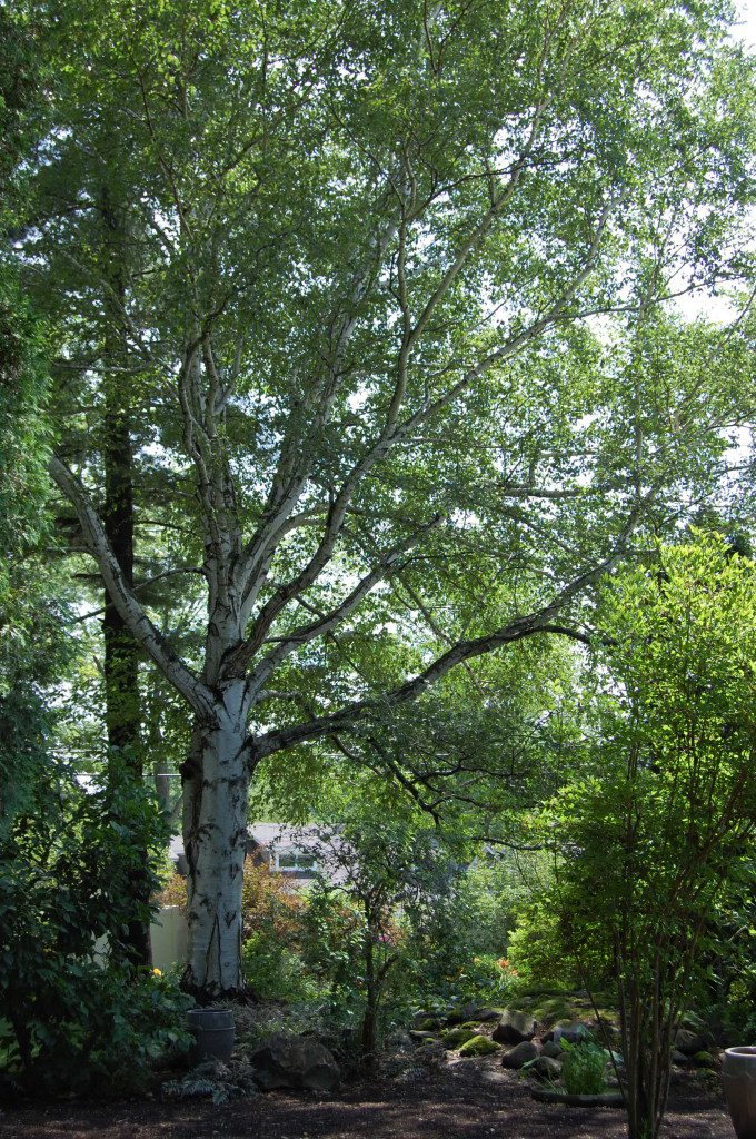 Goodell Gardens' Pennsylvania State Champion Paper Birch Tree