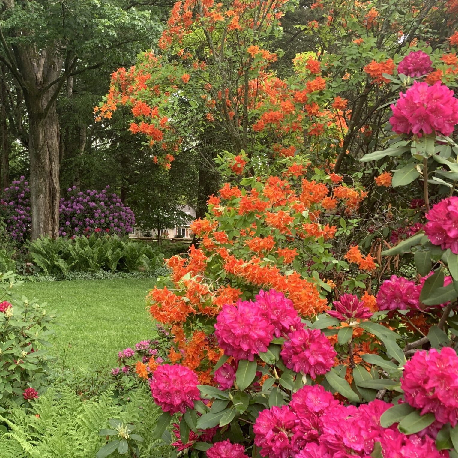Bright pink, orange, and purple rhododendrons are in bloom at Goodell Gardens & Homestead